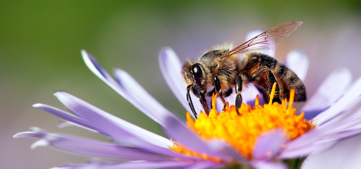 5 gestes simples pour sauver les abeilles