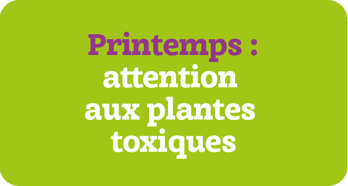 Attention plantes toxiques