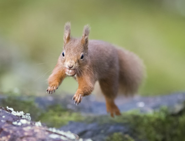 Un écureuil roux, espèce en danger