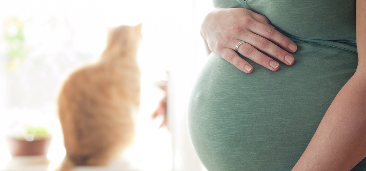 Toxoplasmose pendant la grossesse : quels sont les risques si vous attrapez la toxoplasmose enceinte ? Comment l’éviter ?