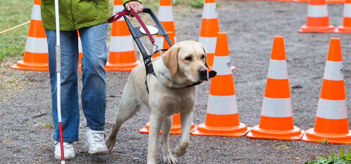 Comment sont formés les chiens guides d'aveugle ?